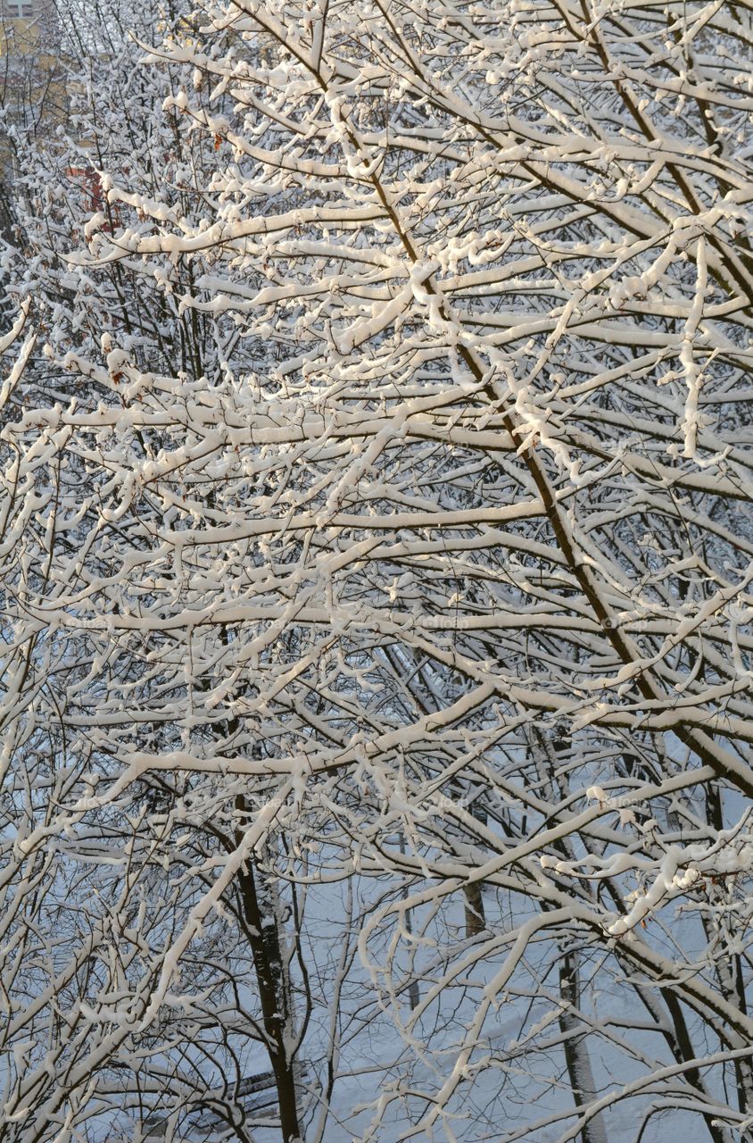 Winter, Nature, Desktop, Frost, No Person