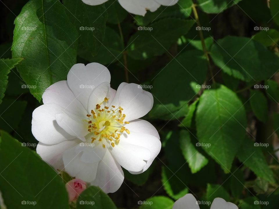 In low light how beautiful it is