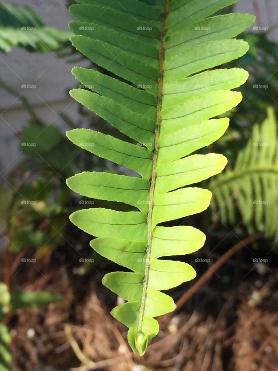 Fern 