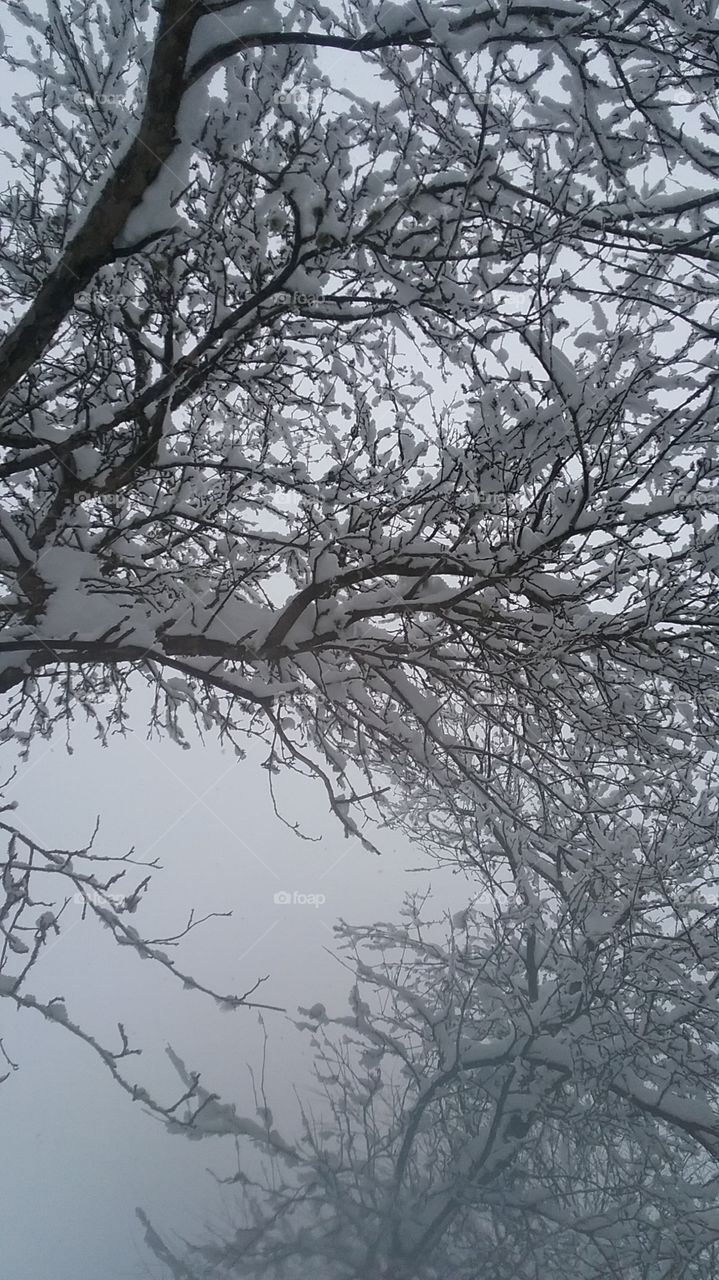 looking up through a snow covered branch canapy