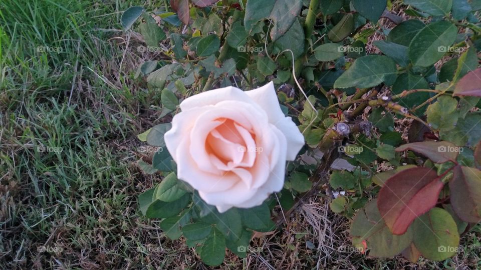 A beautiful rose alone in the garden