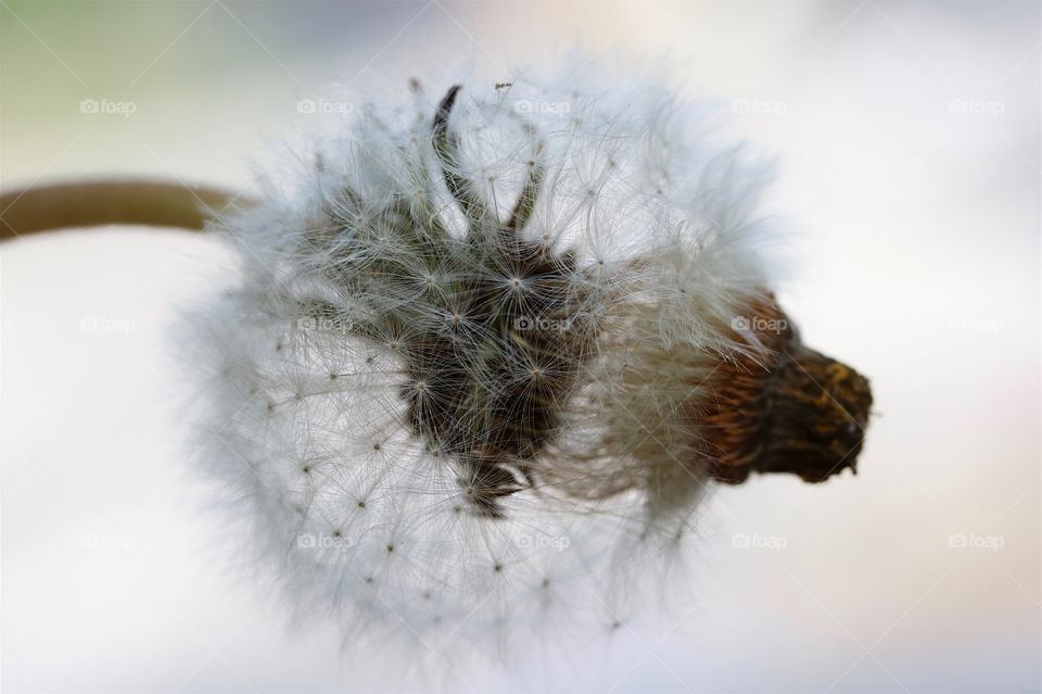 Close-up of dry dandelion flower