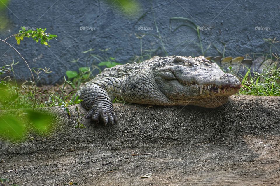 Sleeping Crocodile