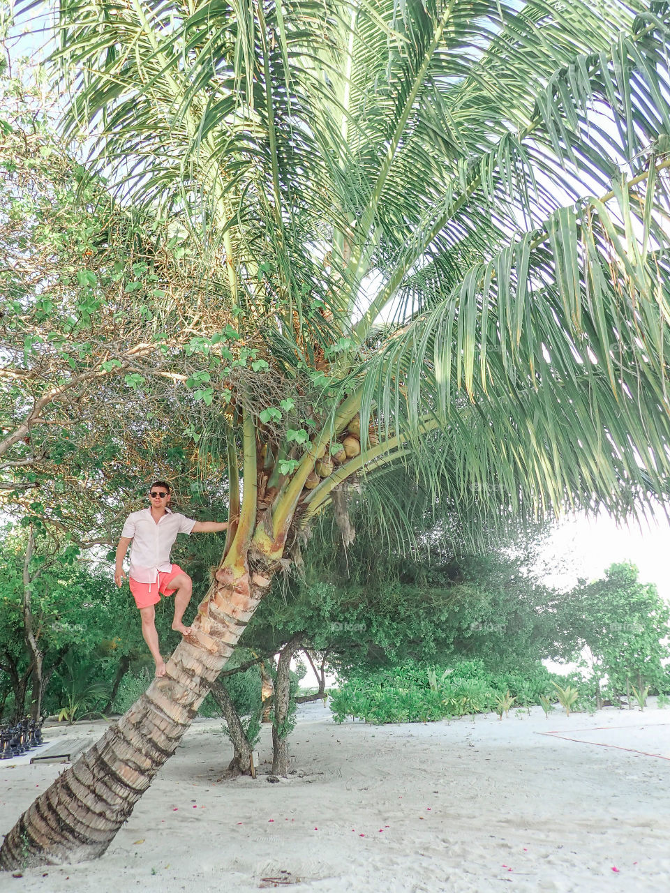 Climbing palm trees on a nice summer day 