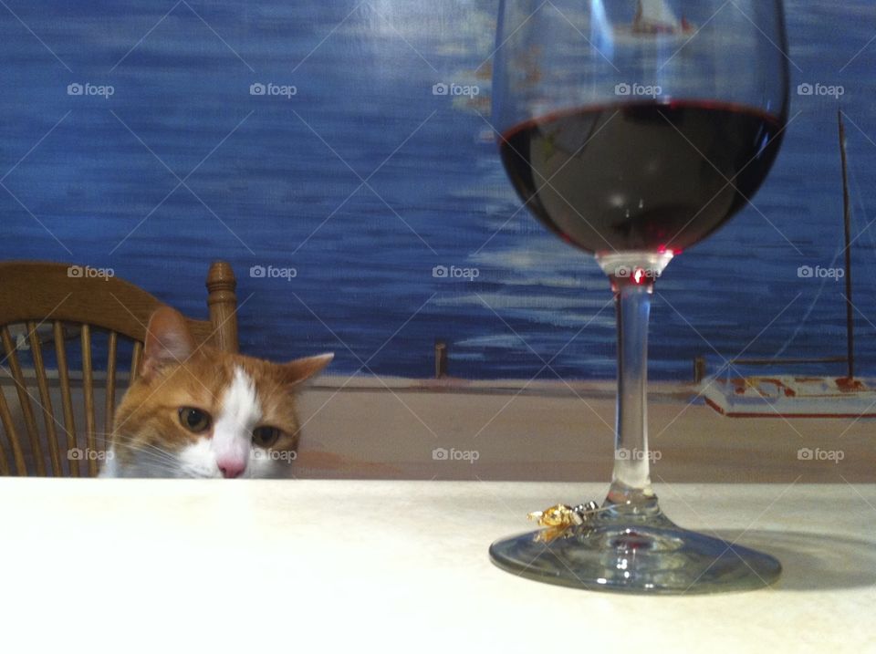 Gus with Wine. I was drinking wine and set it down. Gus then hopped up in the chair and looked at it longingly. 