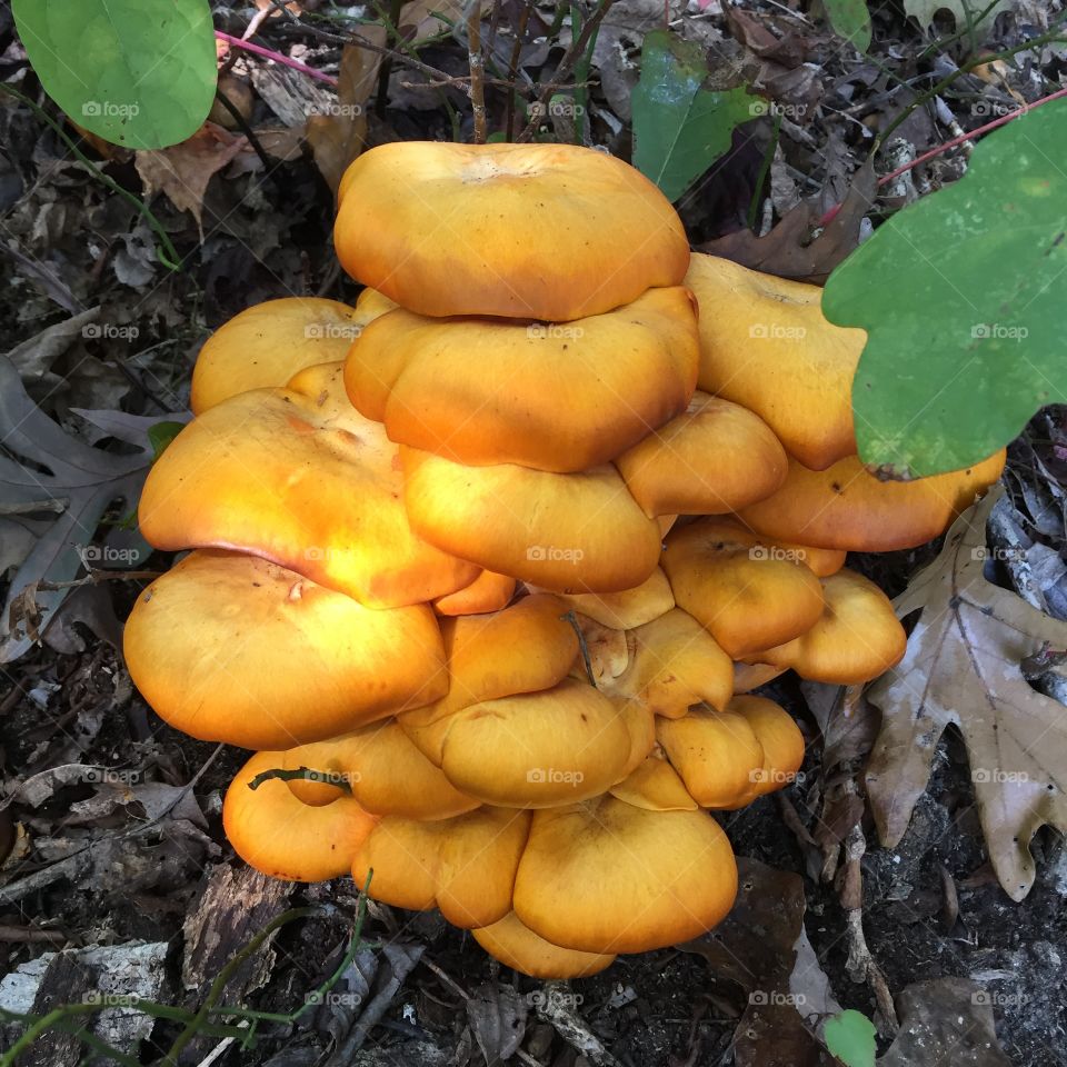 Mushrooms in Rockwood Park Chesterfield, Virginia