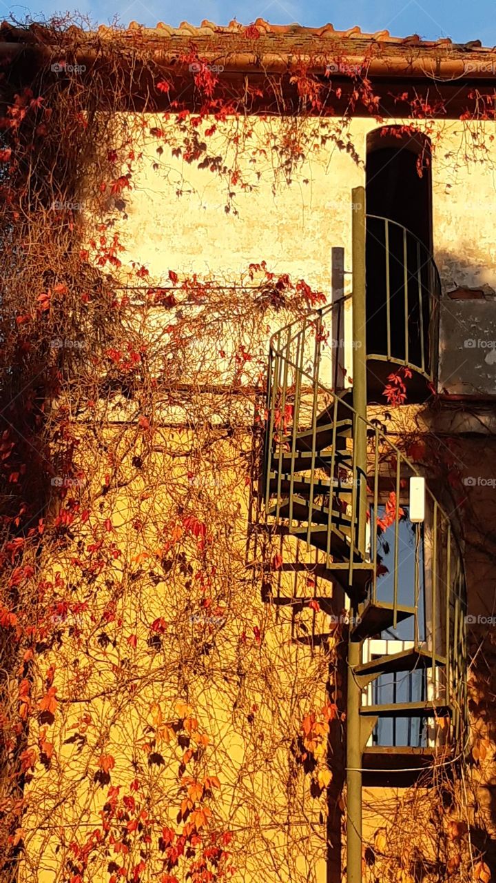 spiral staircase outside the old house covered by wild colorful wine brown yellow red, very romantic and spirit