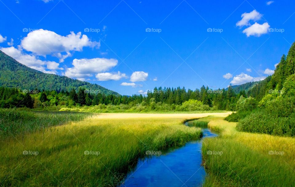Forest and river in Slovenia 