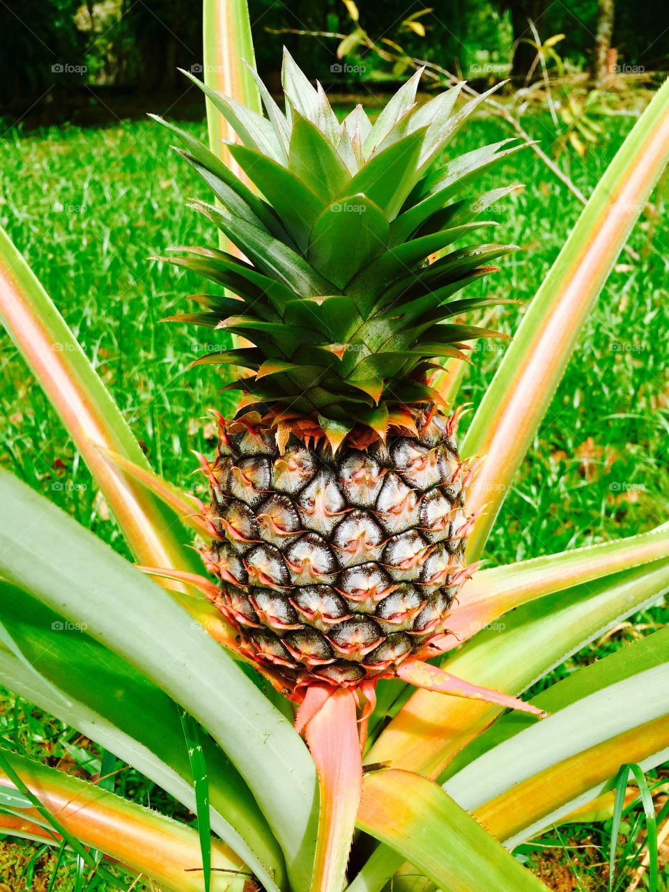 Baby pineapple
