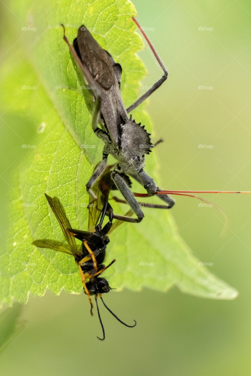 Foap, Flora and Fauna of 2019: A wheel bug has wasp soup for lunch. Yates Mill County Park, Raleigh, North Carolina. 