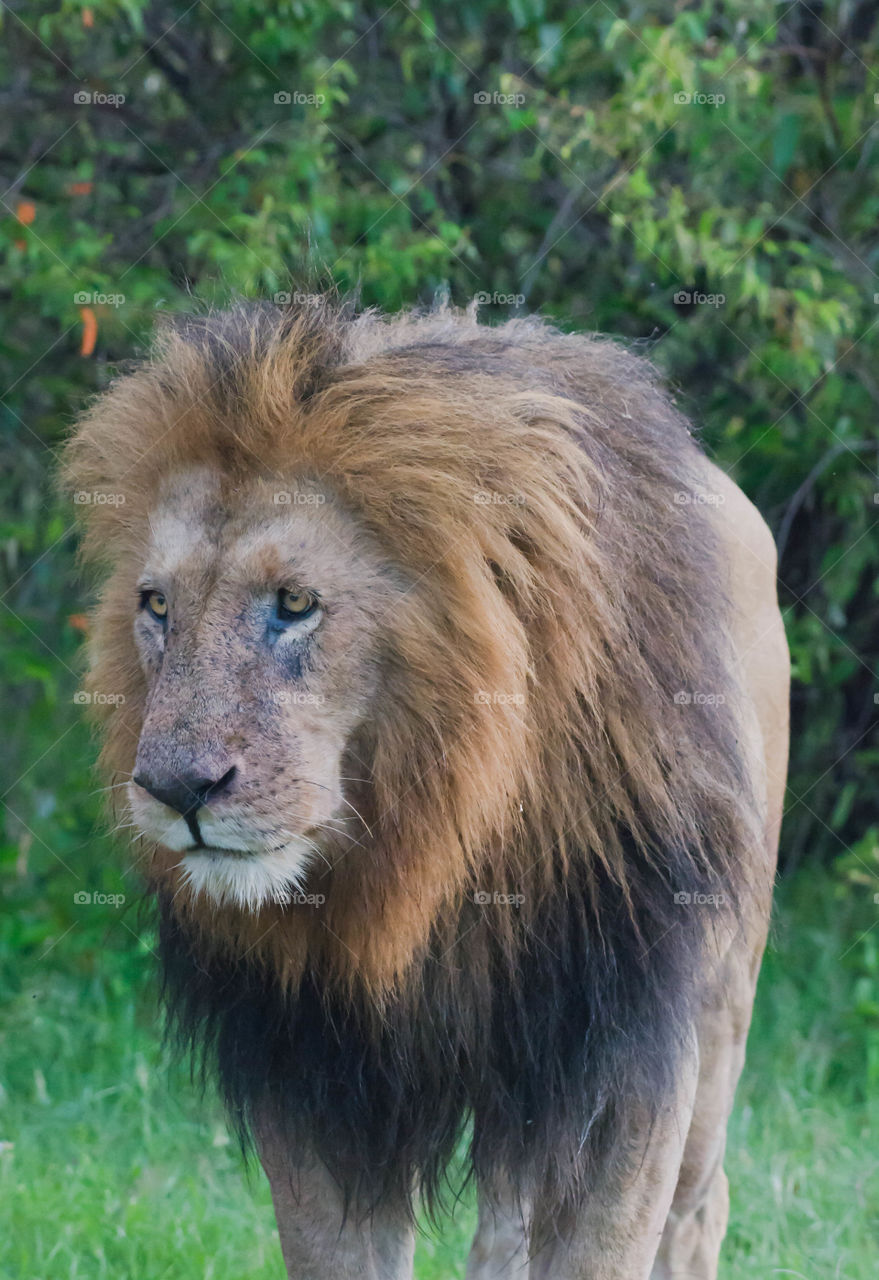 East African Lion (Panthera leo melanochaita)_Maasai Mara, Kenya