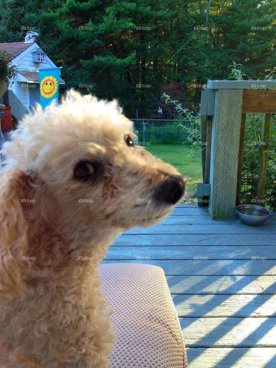 Summer Pet enjoying the shade with master on backyard porch.