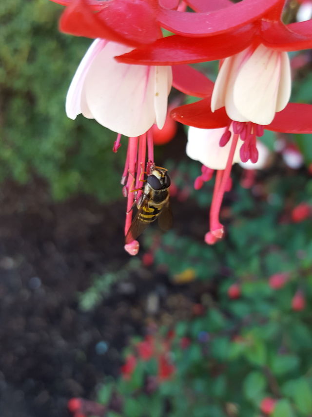 insect