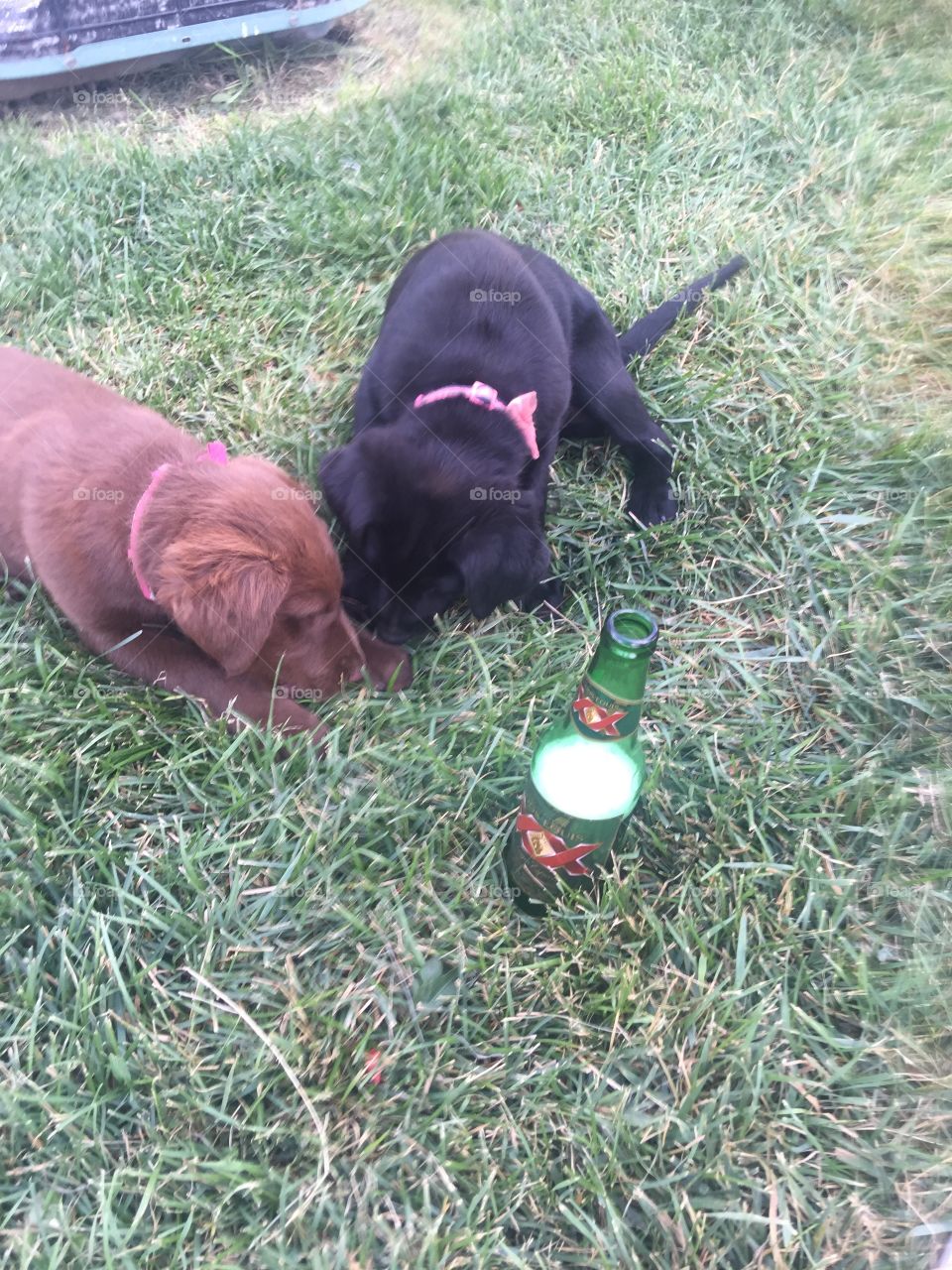 Puppy's looking for beer