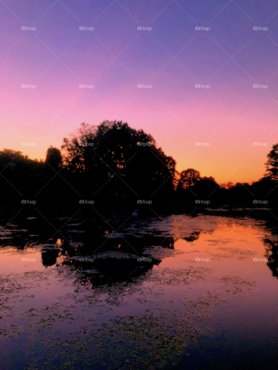 Tranquil scene features a sunset skyline with pink hues over still water with reflection of sky light and silhouetted trees.