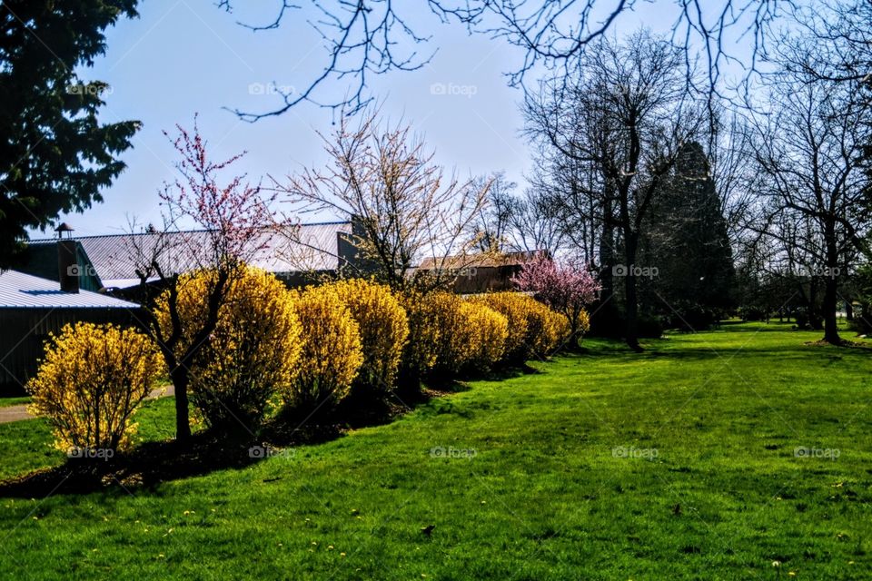 beautiful park with colorful springtime foliage