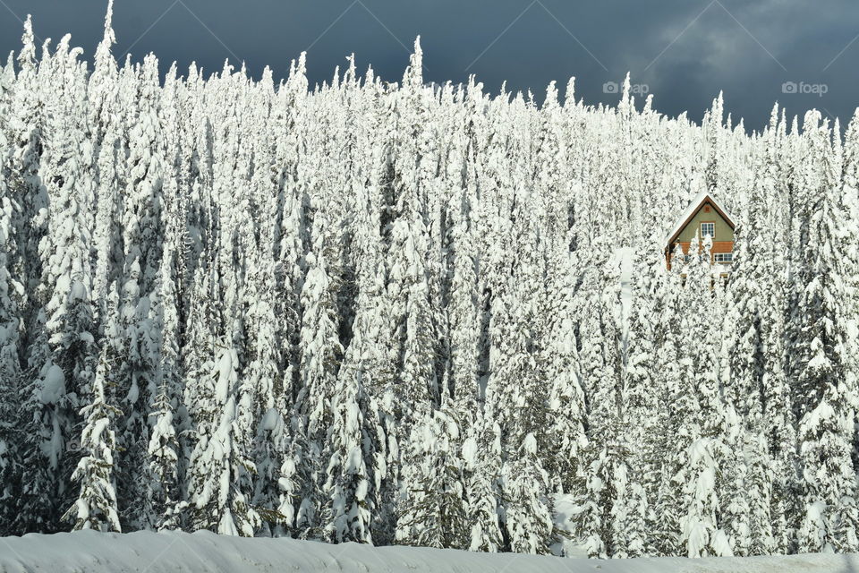 A rustic, cozy, log cabin in a serene, forested, wintery scene in beautiful British Columbia, Canada. 