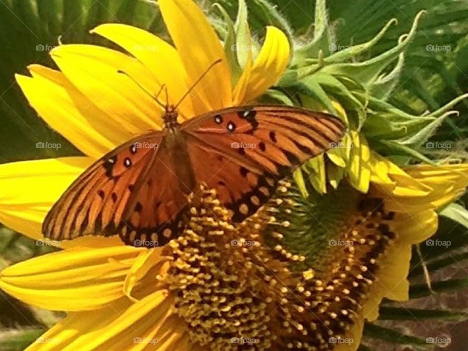 Sunflowers yellow butterfly 