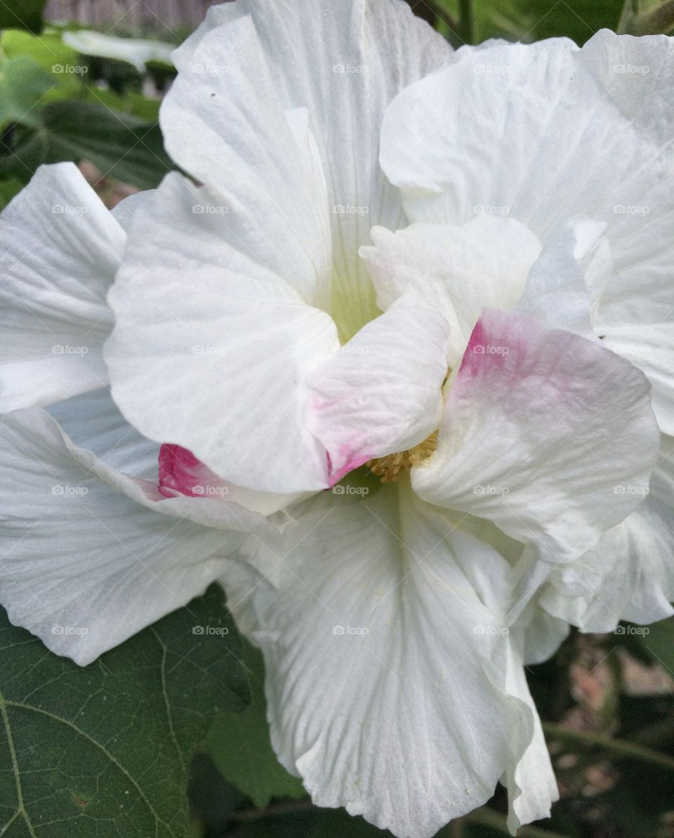 Confederate Rose in the Morning 