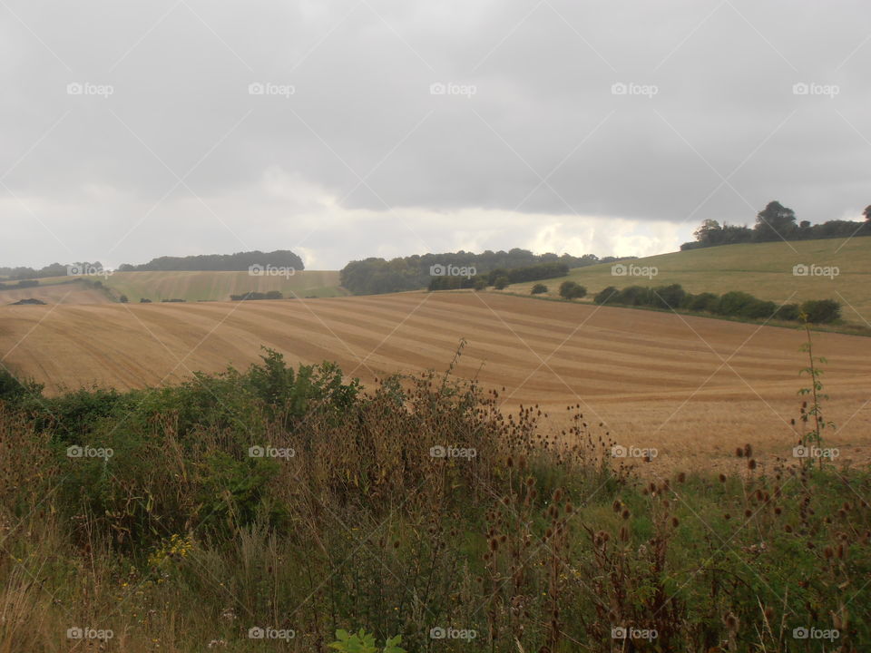 Wheat Fields