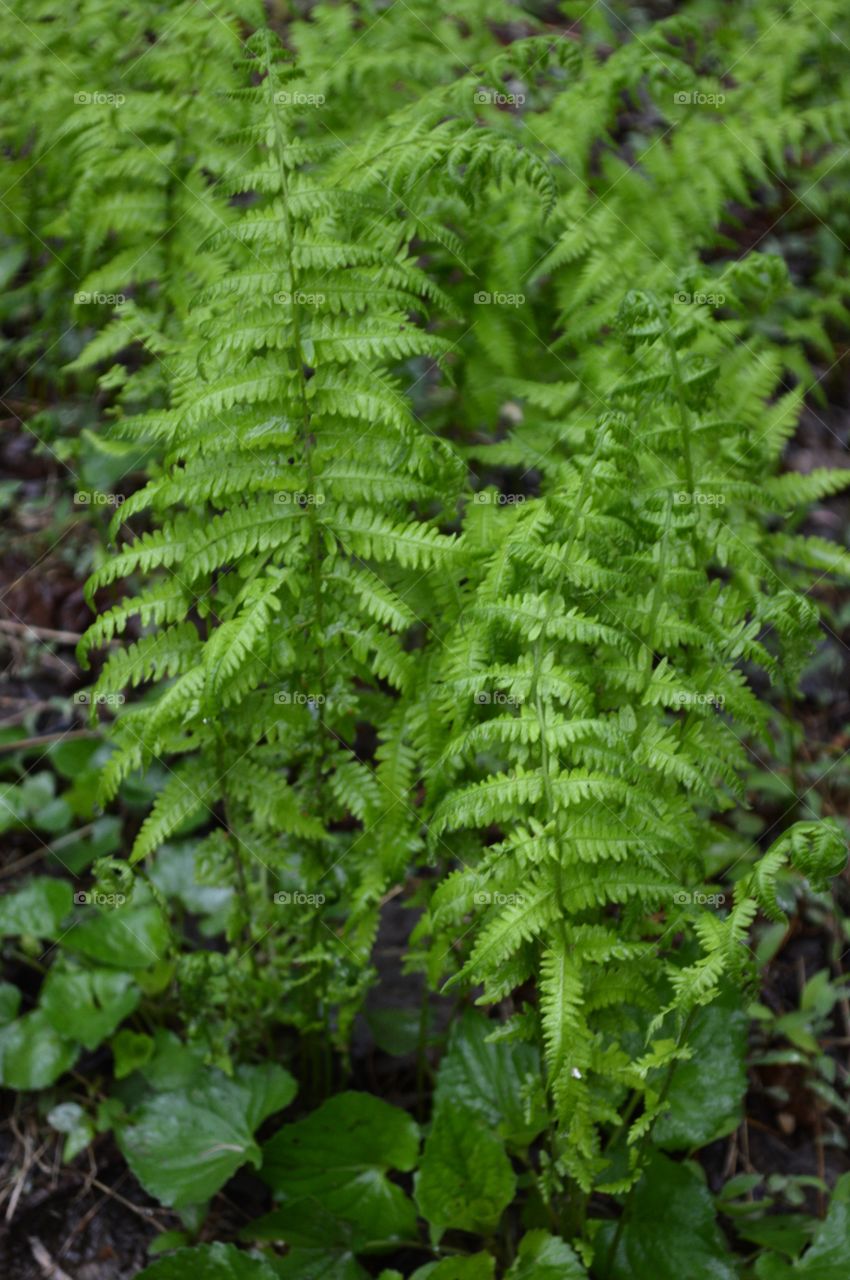 Ferns