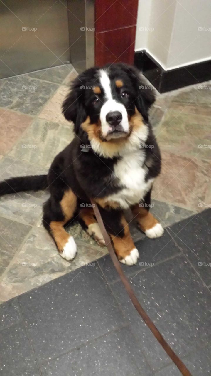 Bernese Mountain Dog Puppy