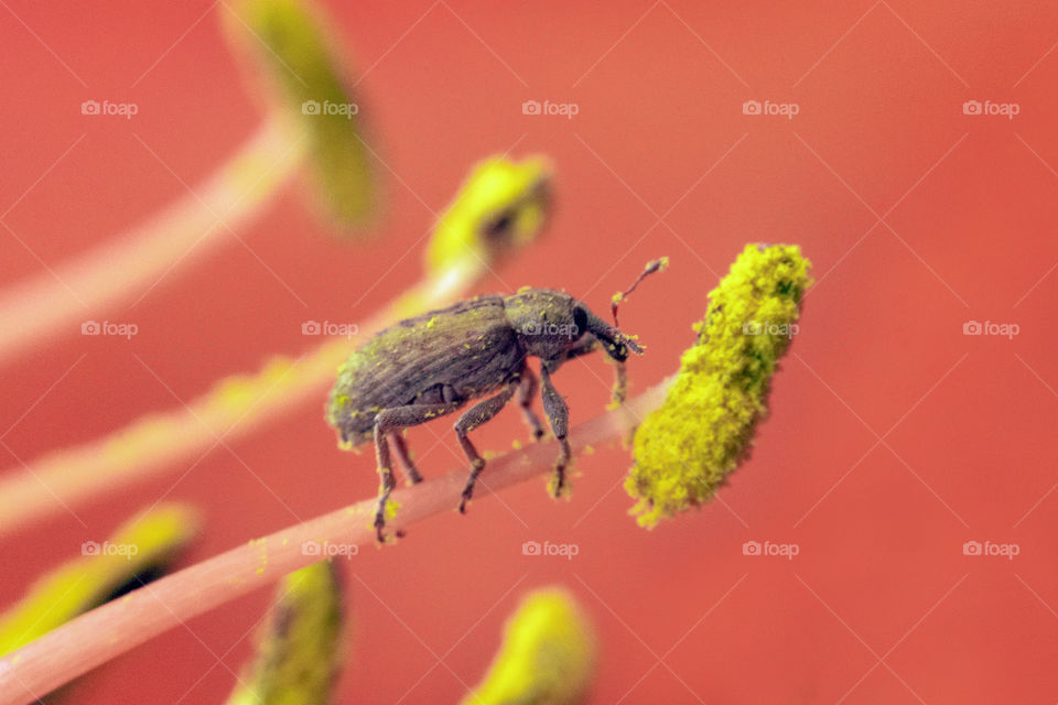 Long nose weevil