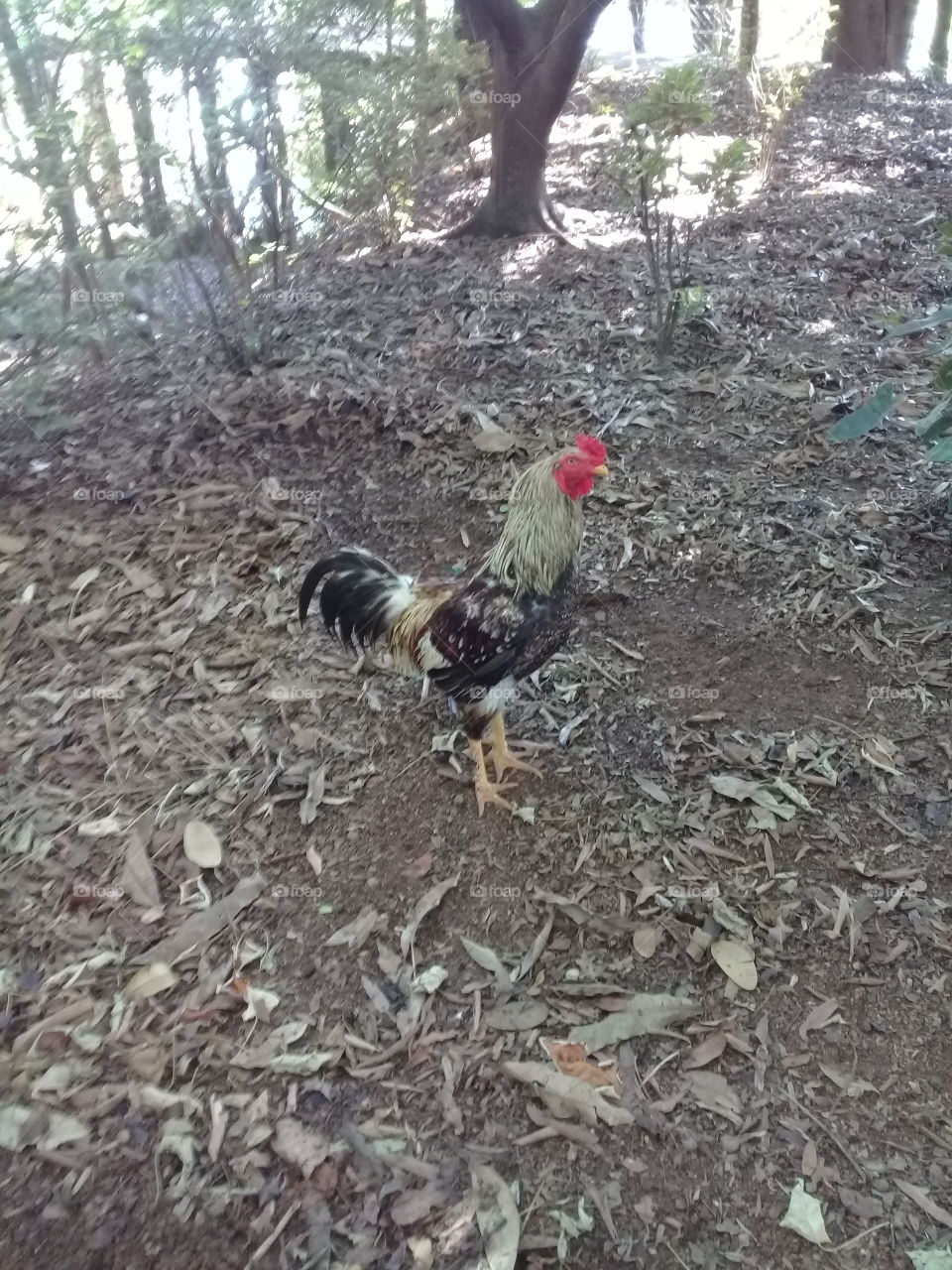 Levanta, gente boa. O dia já clareou e o galo já cantou! Vem viver a 5a feira que está aí para ser aproveitada.