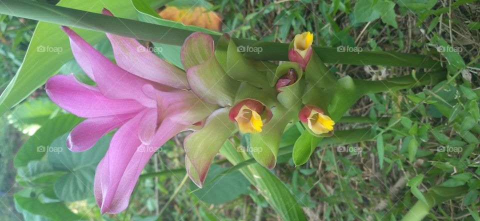 The rhizome of the white meeting of the plant