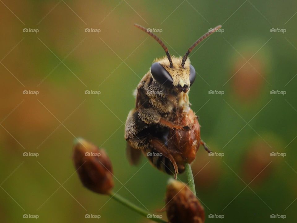 cute bee like a doll