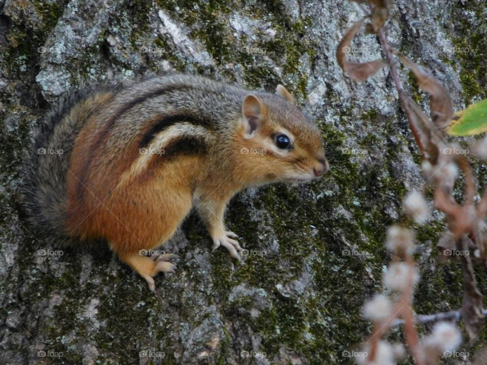chipmunk in Manistee 2