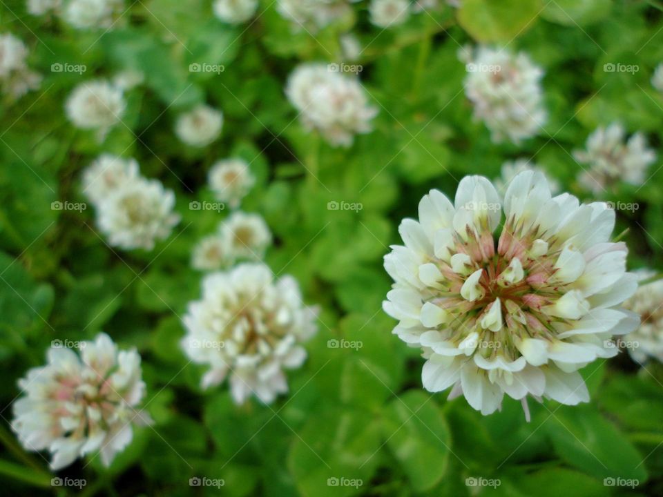 Flower, Nature, Flora, Garden, Floral