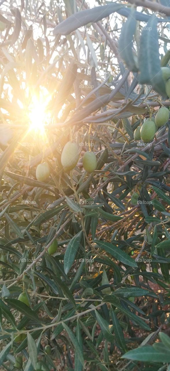 olive Tree
