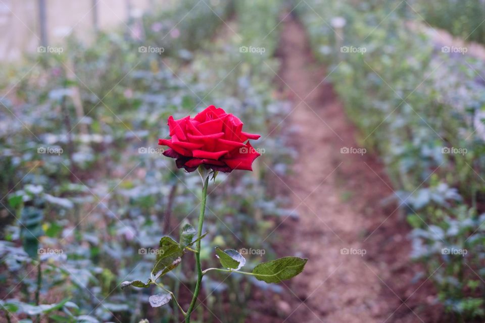 Flower, Nature, Flora, Leaf, No Person