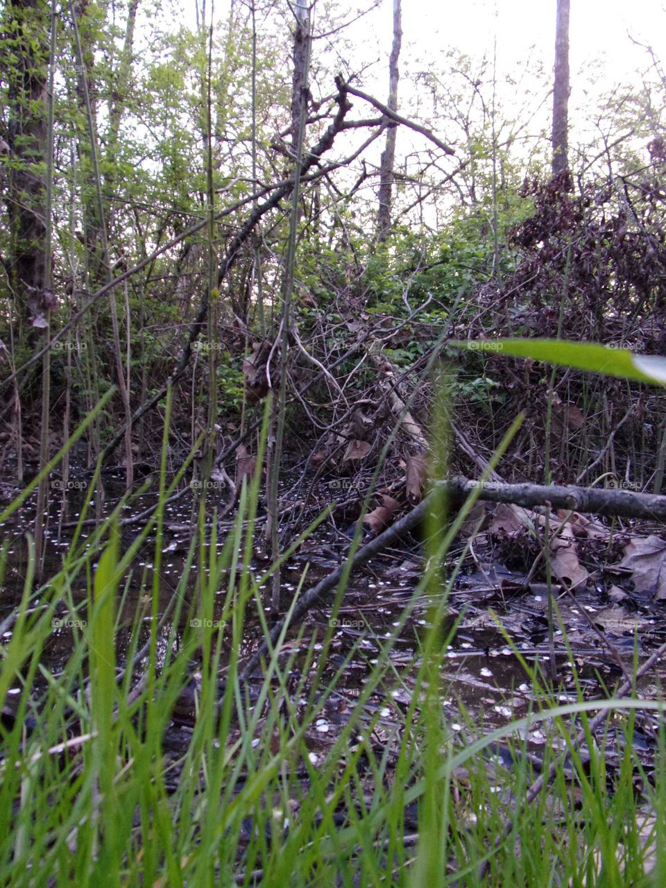swampy, overgrown wooded dive