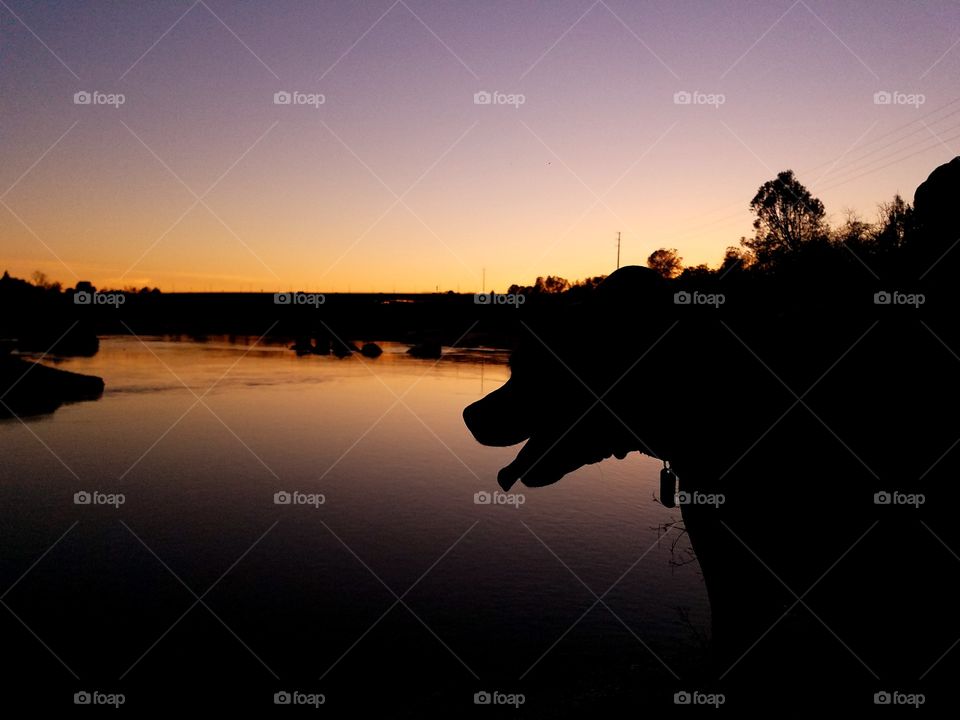 Thor watching the sunset over the lake