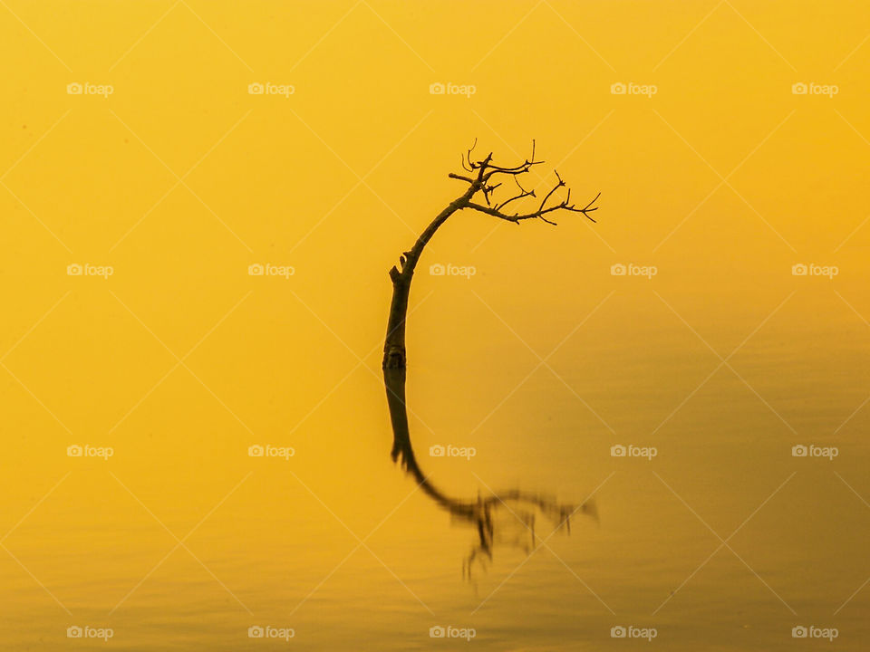 Portrait of Young Mangrove tree remain standing in a bay area during sunset..