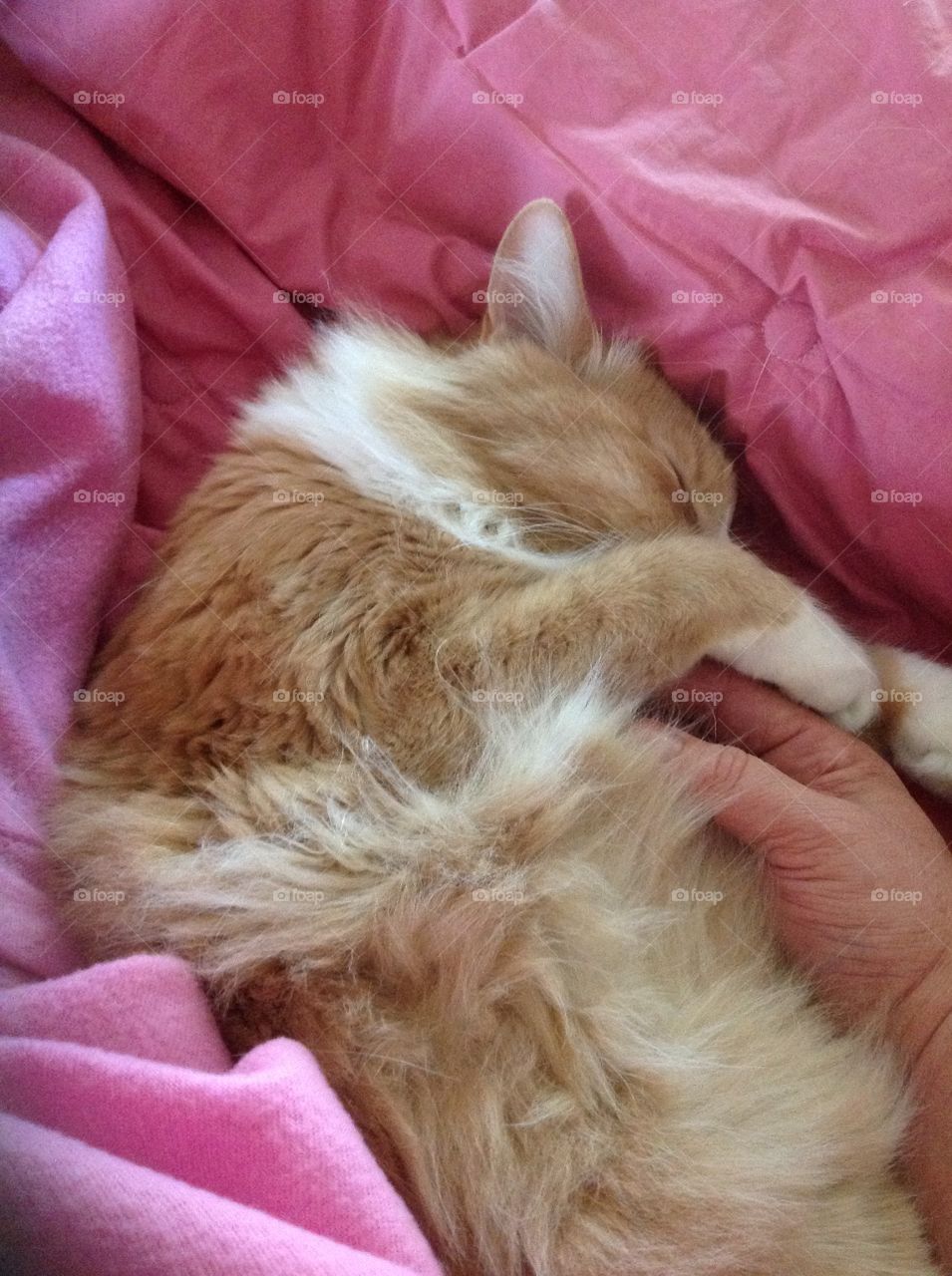 Buff and white cat on pink blanket, curled up asleep, nose covered by paw