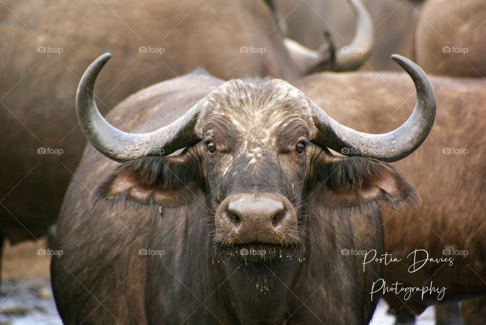 A close up shot of a buffalo with water droplets falling from his mouth 