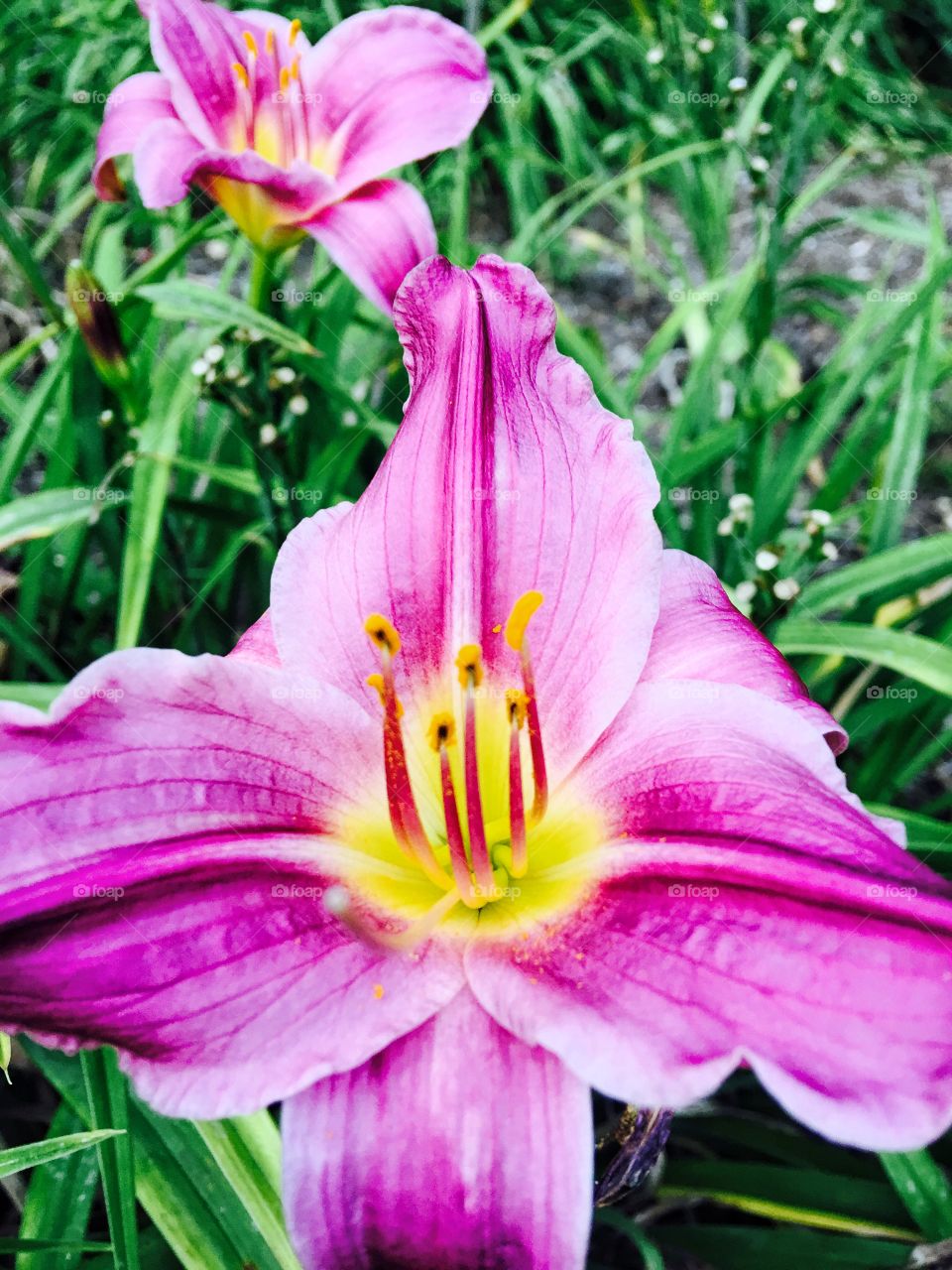 Close-up of pink flower in bloom
