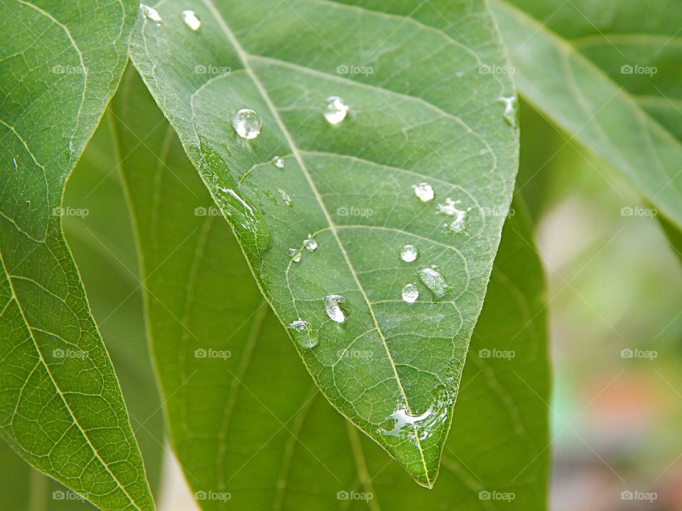 Leaf, Dew, Nature, Rain, Flora