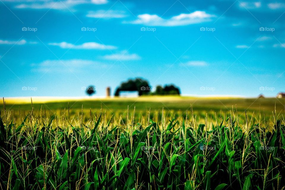Corn Field