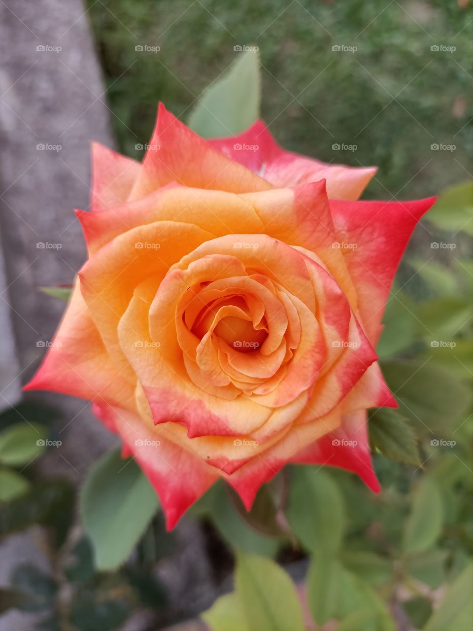 The beauty in nature