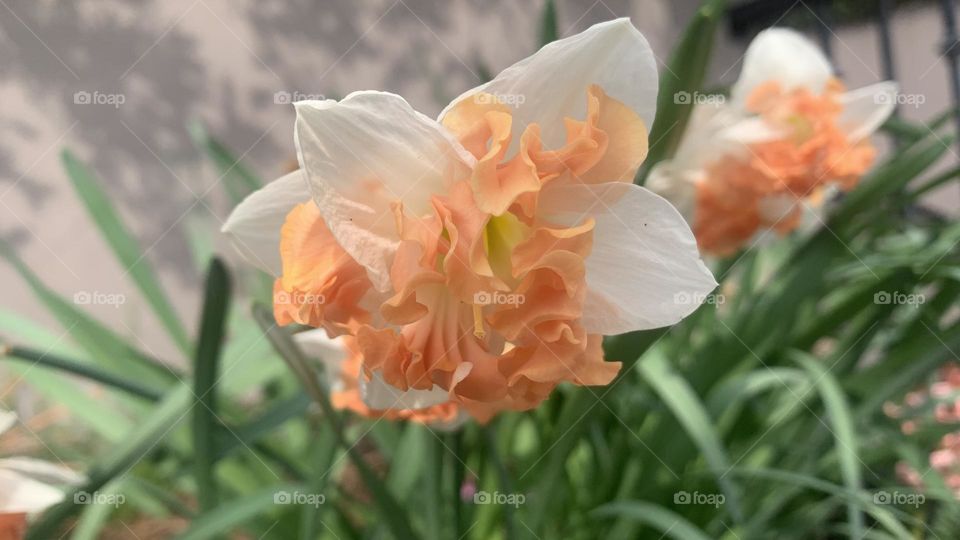 A close up of a blooming daffodil in spring 
