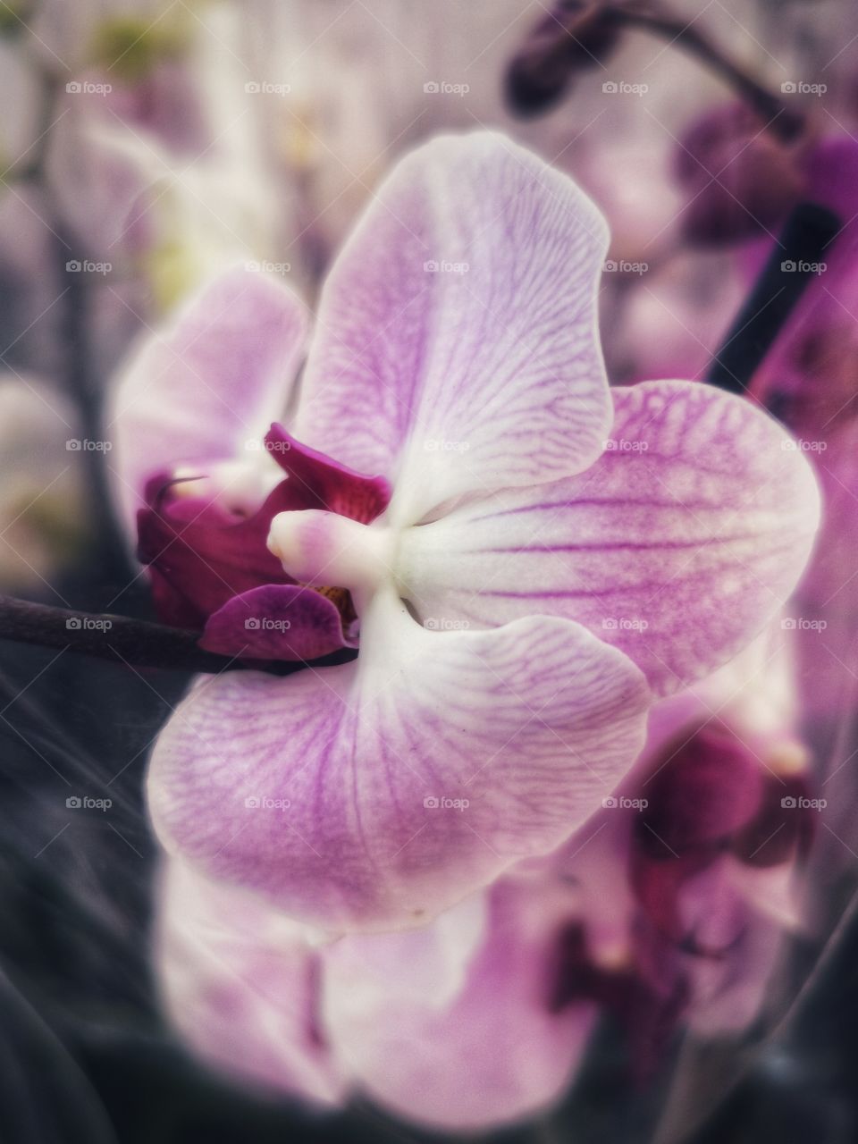 Plant green house Park colors greens