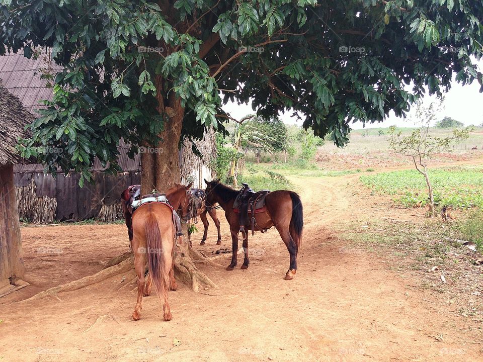 horses in Vinales