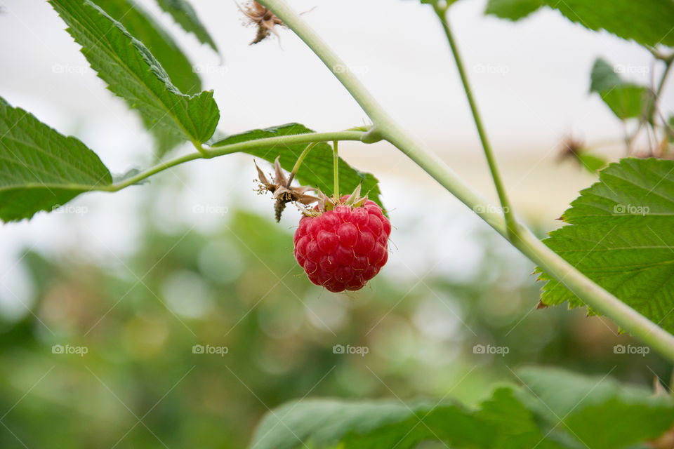 Raspberry