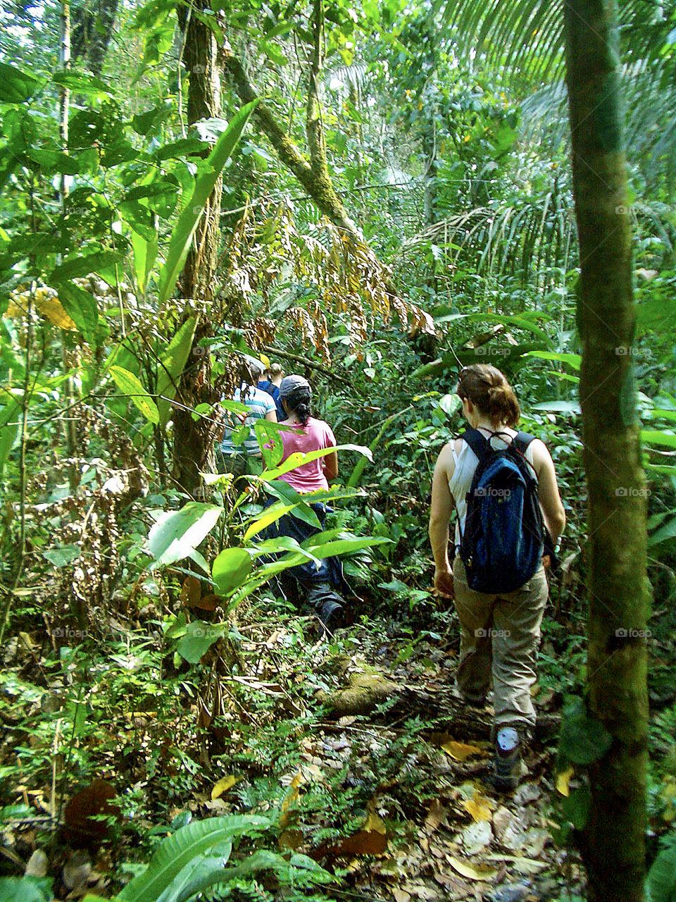 Into the Amazon Rainforest