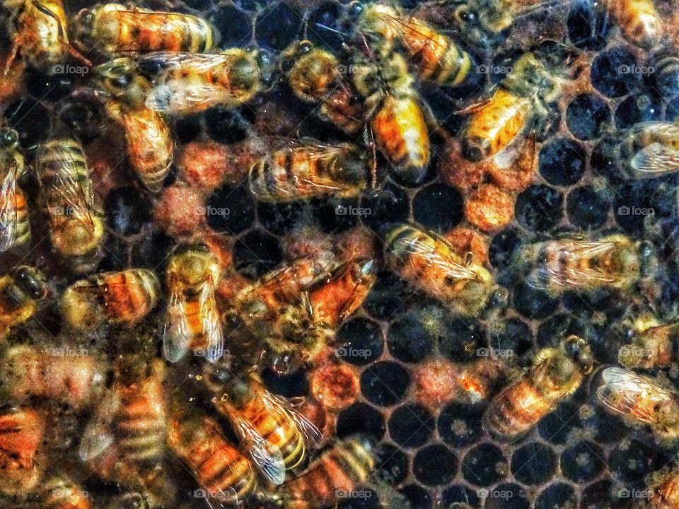 Busy Bees In A Hive