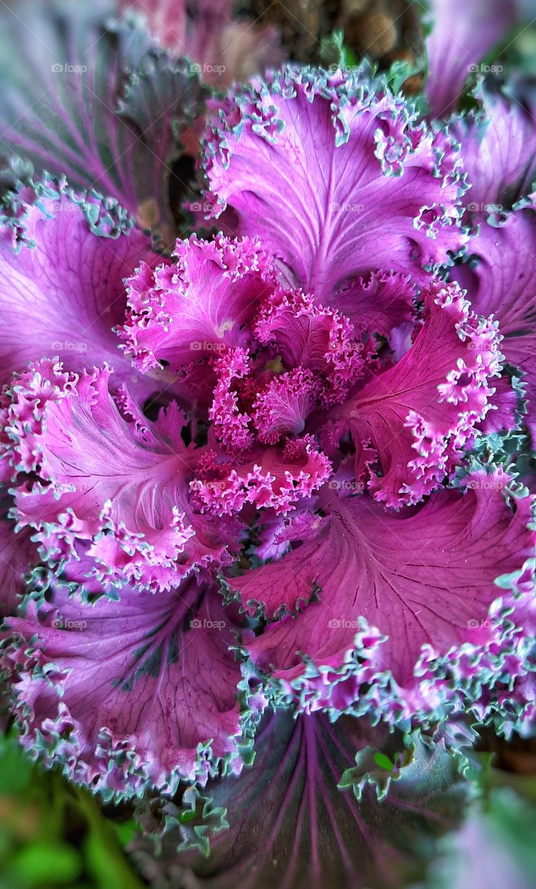 I this photo I captured a beautiful purple cabbage flower it looks amazing